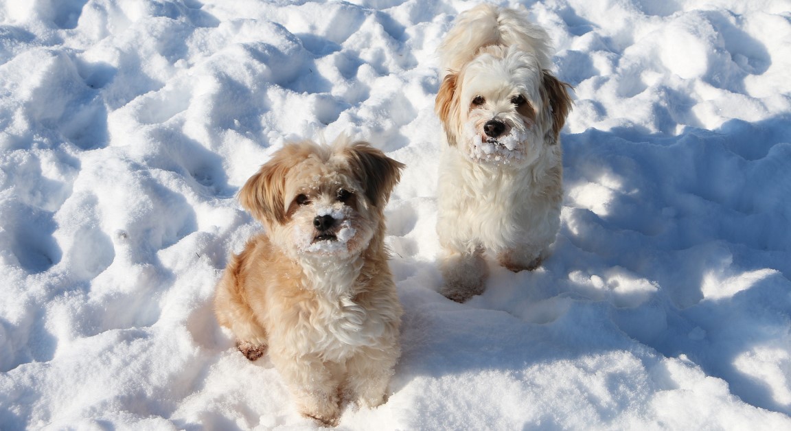 Protect Your Dog’s Paws from Ice and Snow